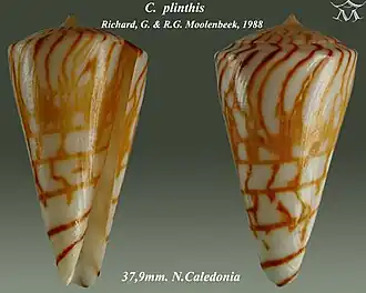 Conus plinthis