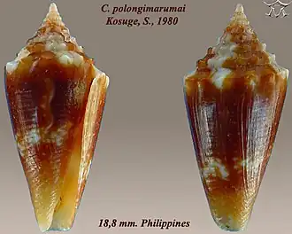Conus polongimarumai