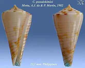 Conus pseudokimioi