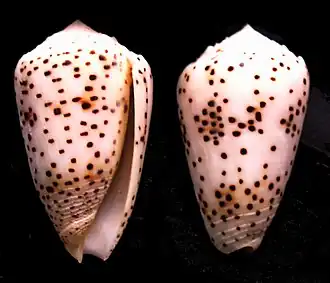 Conus pulicarius