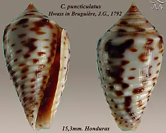 Conus puncticulatus