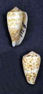 Conus purissimus
