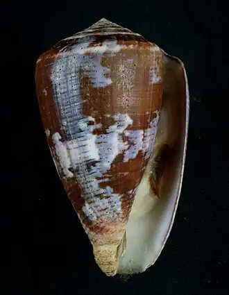 Conus purpurascens