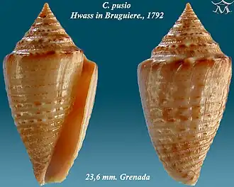 Conus pusio