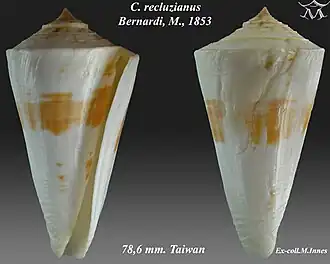 Conus recluzianus