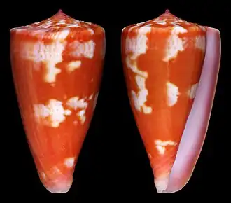 Conus richardbinghami
