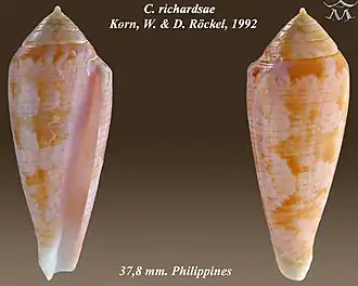 Conus richardsae