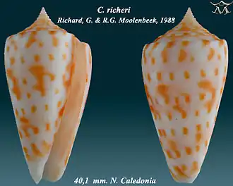 Conus richeri