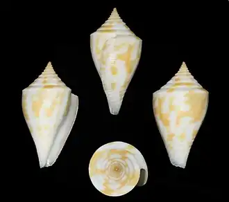 Conus rosemaryae