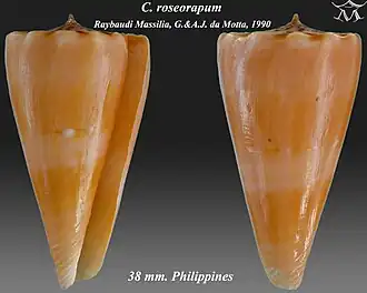 Conus roseorapum