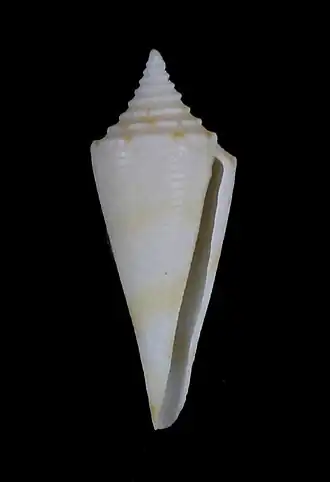 Conus saecularis
