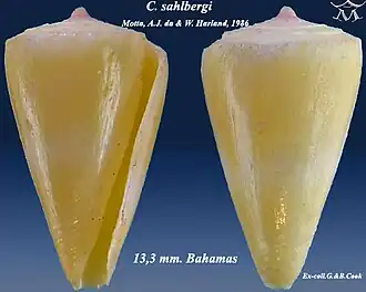 Conus sahlbergi