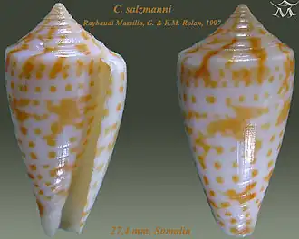 Conus salzmanni