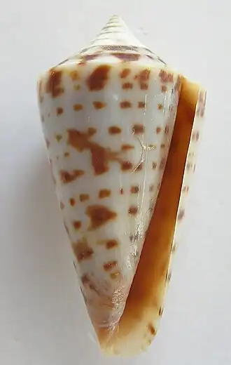 Conus gradatus