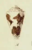 Conus sphacelatus