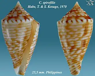 Conus spirofilis