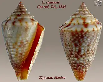 Conus stearnsii