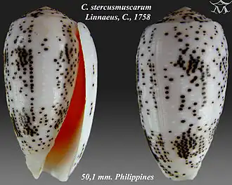 Conus stercusmuscarum