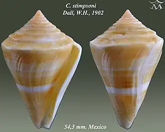 Conus stimpsoni