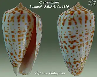 Conus stramineus