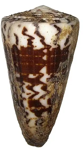 Conus striatellus