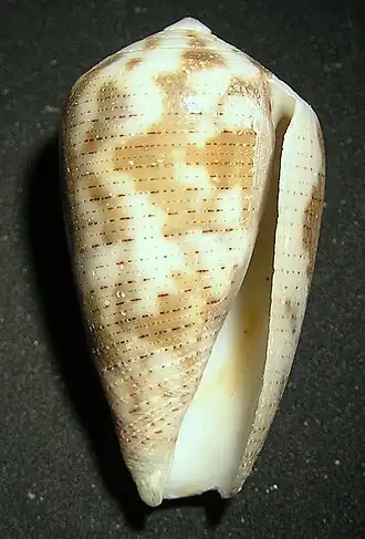 Conus striolatus