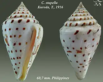 Conus stupa