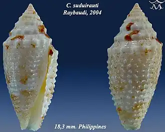 Conus suduirauti