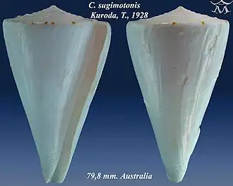 Conus sugimotonis