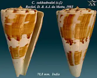 Conus sukhadwalai