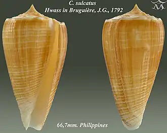 Conus sulcatus