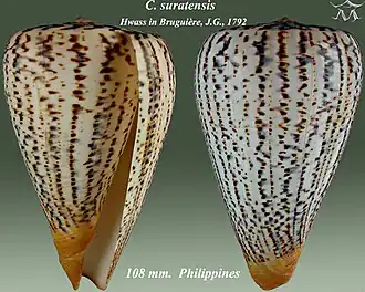 Conus suratensis