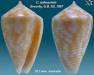 Conus sydneyensis