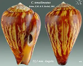 Conus tenuilineatus