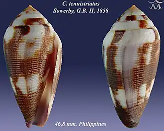 Conus tenuistriatus