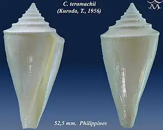 Conus teramachii