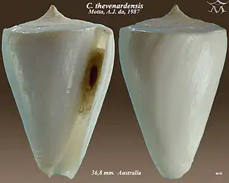 Conus thevenardensis