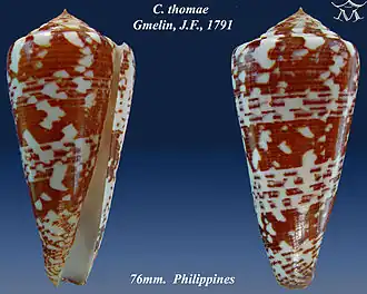 Conus thomae