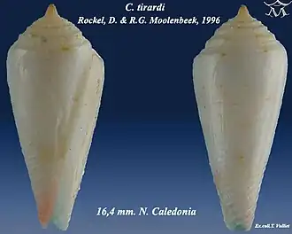 Conus tirardi