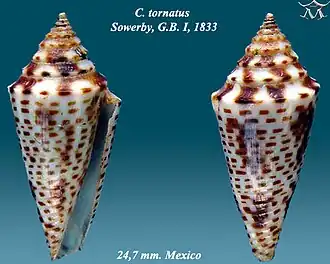 Conus tornatus