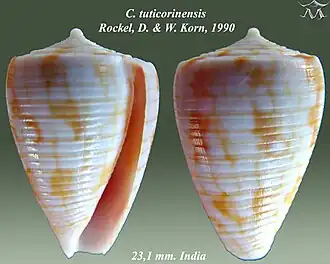 Conus tuticorinensis