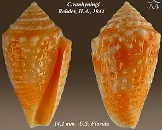 Conus vanhyningi