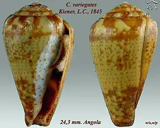 Conus variegatus