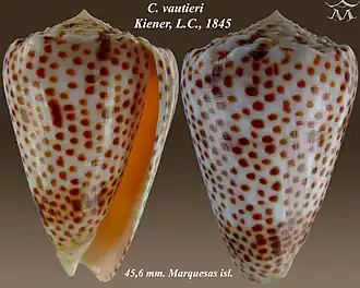 Conus vautieri