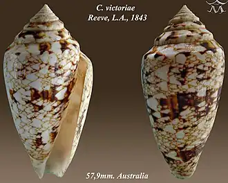 Conus victoriae