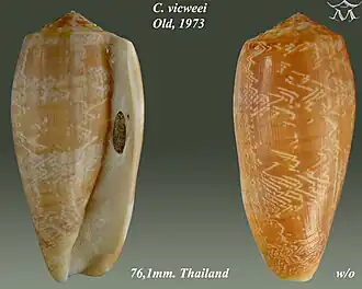 Conus vicweei