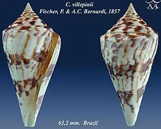 Conus villepinii