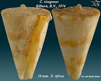 Conus visagenus