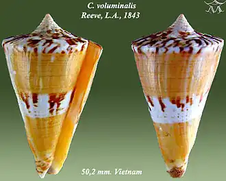 Conus voluminalis