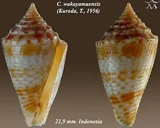 Conus wakayamaensis